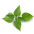 Nettle