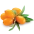 Rakytník řešetlákový