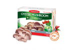 Oyster mushroom + lactobacilli