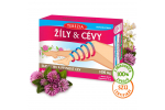 ŽÍLY & CÉVY