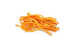 Cordyceps
