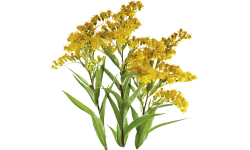 Goldenrod
