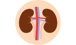 Urinary tract