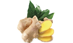 Ginger