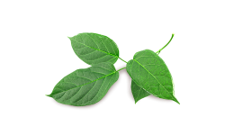 Gymnema sylvestre
