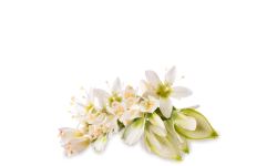 Pohanka obecná