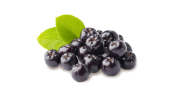 Black chokeberry