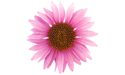 Echinacea