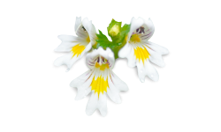 Eyebright