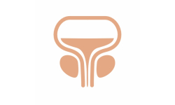 Prostata