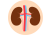 Urinary tract