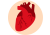 Heart, vessels