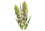 Psyllium