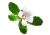 Water hyssop
