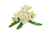 Yarrow