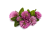 Red clover
