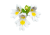 Eyebright