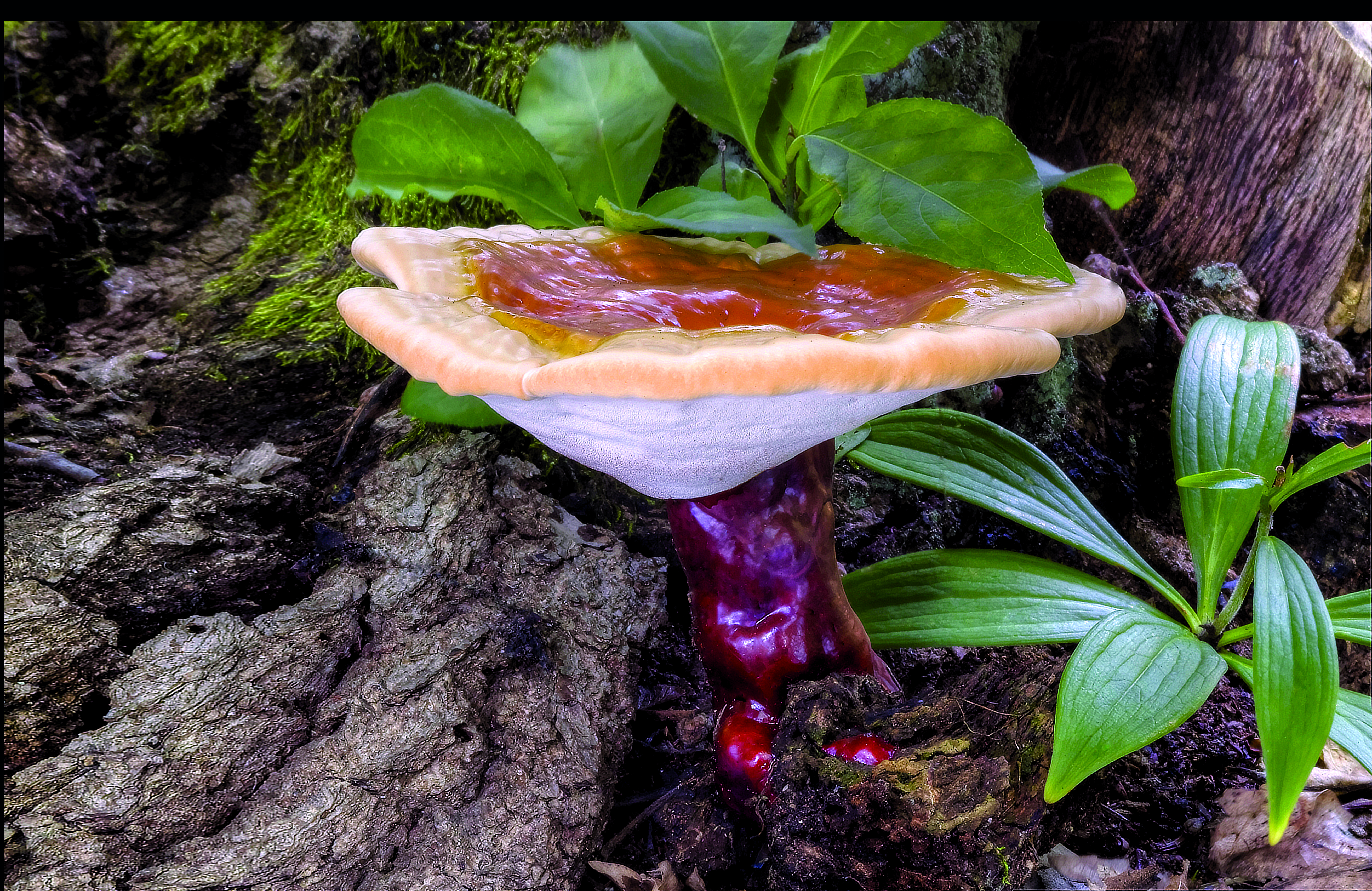 reishi, lesklokorka lesklá, ganoderma