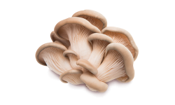 Oyster mushroom