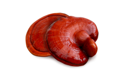 Reishi