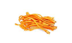 Cordyceps