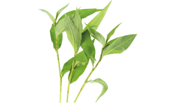 Common Knotgrass