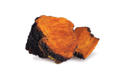 Chaga