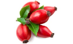 Rosehip