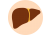 Liver