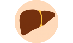 Liver