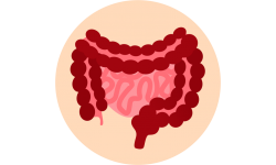 Digestive system