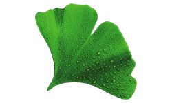 Ginkgo biloba