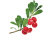 Bearberry