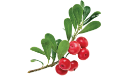 Bearberry