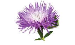 Leuzea Safflower