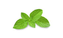 Lemon balm