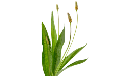 Plantago lanceolata