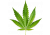 Konopí seté
