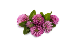 Red clover