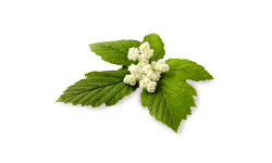 Meadowsweet