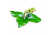 Sidebells wintergreen