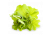 Alchemilla vulgaris