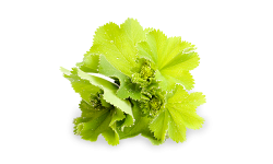 Alchemilla vulgaris