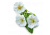 White cinquefoil