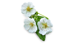 White cinquefoil