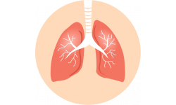 Respiratory system