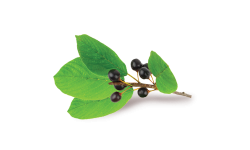 Alder buckthorn