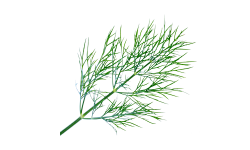 Fragrant dill