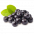 BLACK CHOKEBERRY