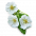 White cinquefoil